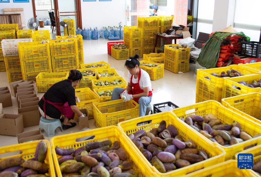 吉祥虎彩金白菜